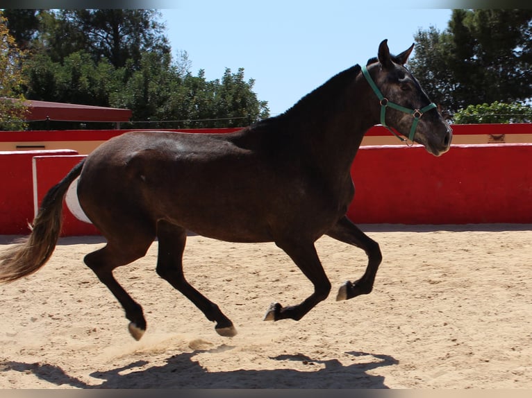 PRE Croisé Jument 4 Ans 161 cm Gris in Rafelguaraf