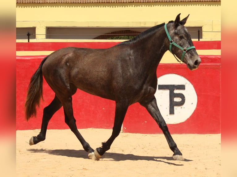 PRE Croisé Jument 4 Ans 161 cm Gris in Rafelguaraf