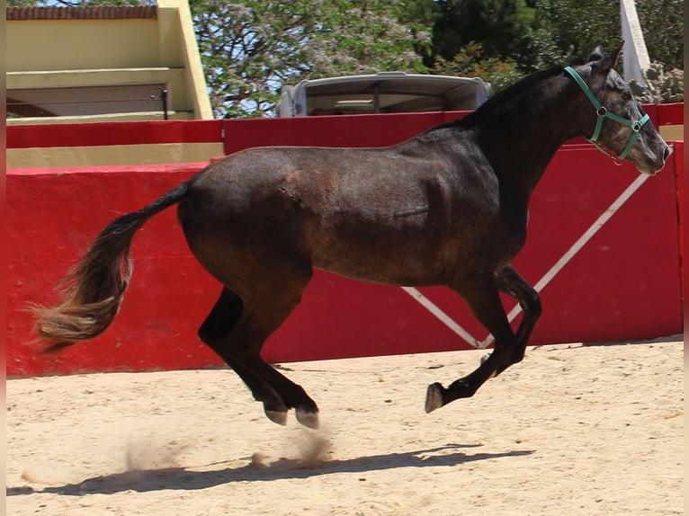 PRE Croisé Jument 4 Ans 161 cm Gris in Rafelguaraf