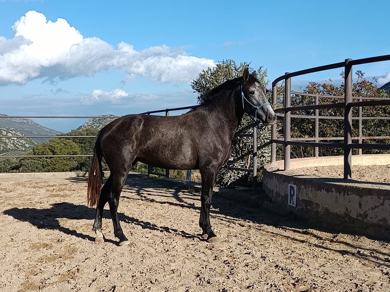 PRE Croisé Jument 4 Ans 161 cm Gris noir in Geroldsgrün