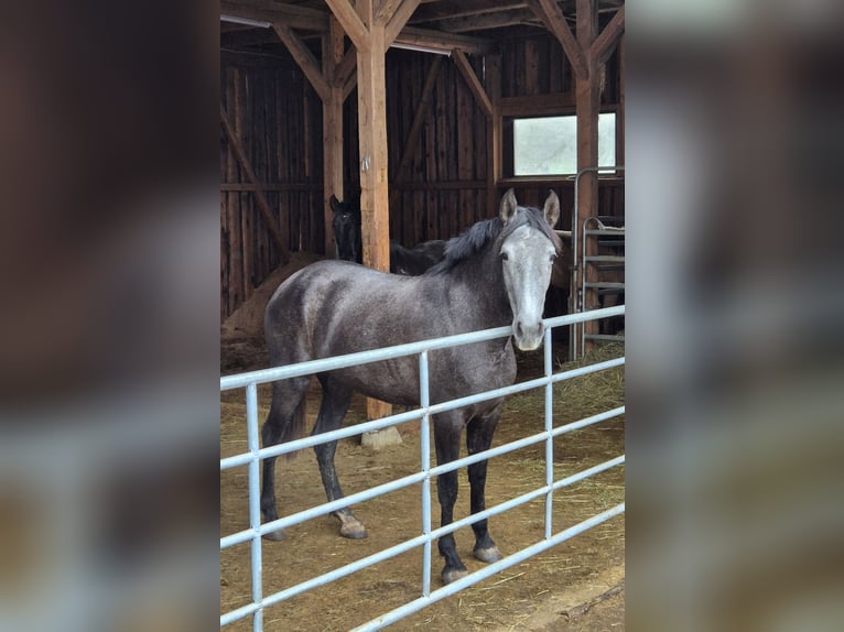 PRE Croisé Jument 4 Ans 161 cm Gris noir in Geroldsgrün