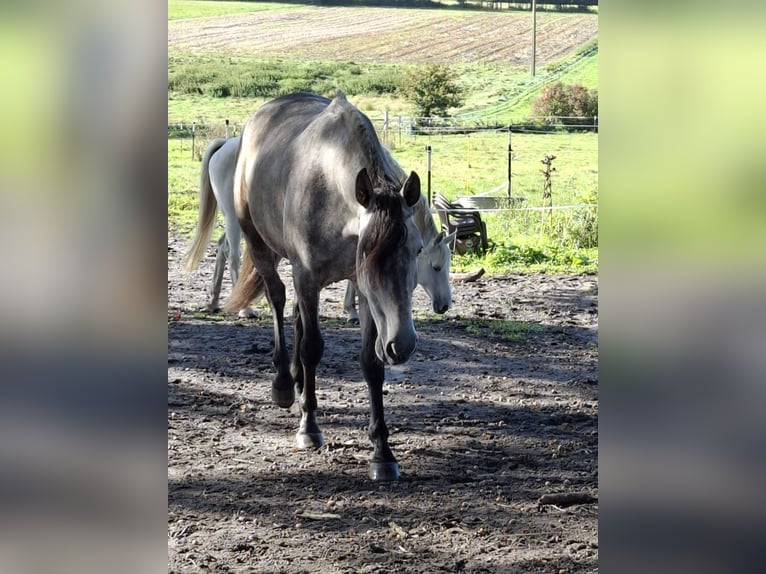 PRE Jument 4 Ans 161 cm Gris pommelé in H&#xFC;nxe