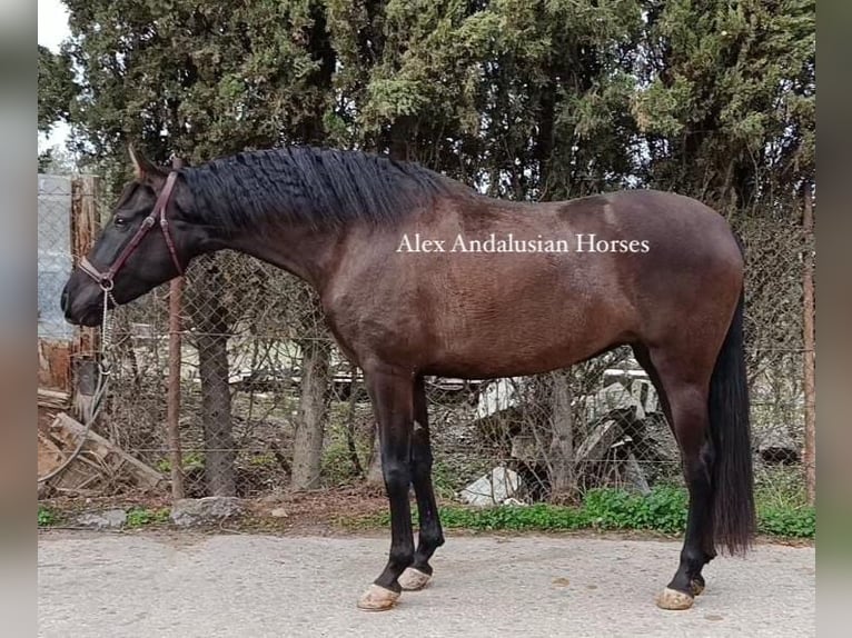 PRE Croisé Jument 4 Ans 161 cm Noir in Sevilla