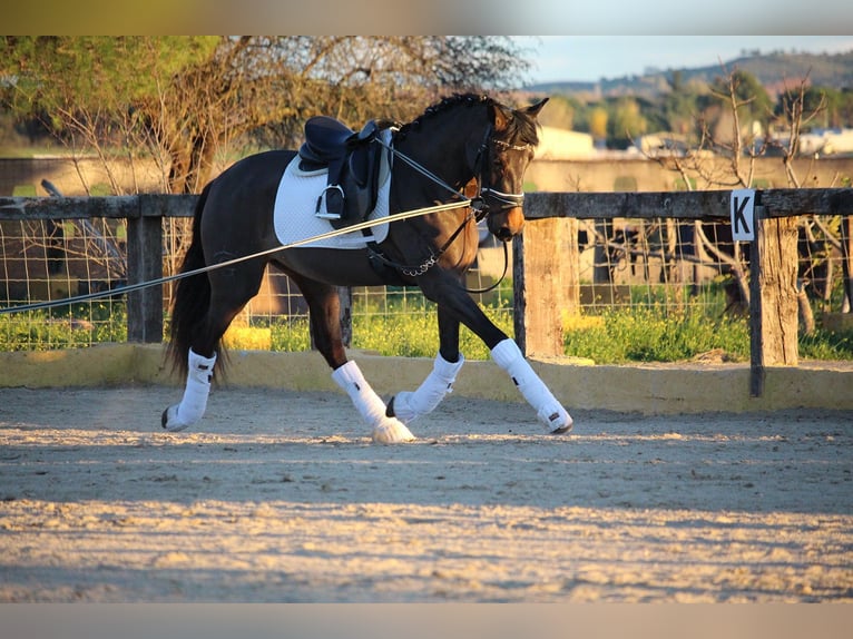 PRE Croisé Jument 4 Ans 162 cm Bai in Madrid