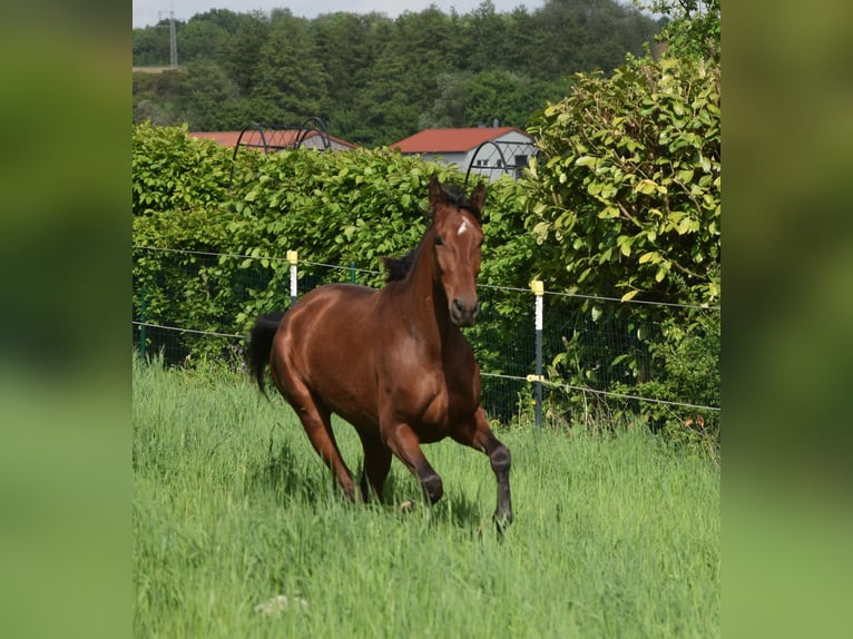 PRE Croisé Jument 4 Ans 162 cm Bai in Würzburg