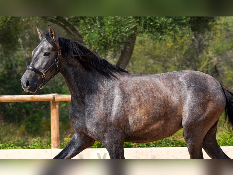 PRE Jument 4 Ans 162 cm Gris in Manacor