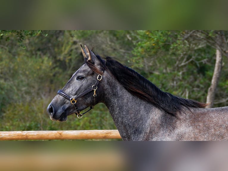 PRE Jument 4 Ans 162 cm Gris in Manacor