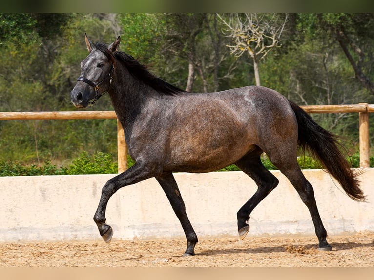 PRE Jument 4 Ans 162 cm Gris in Manacor