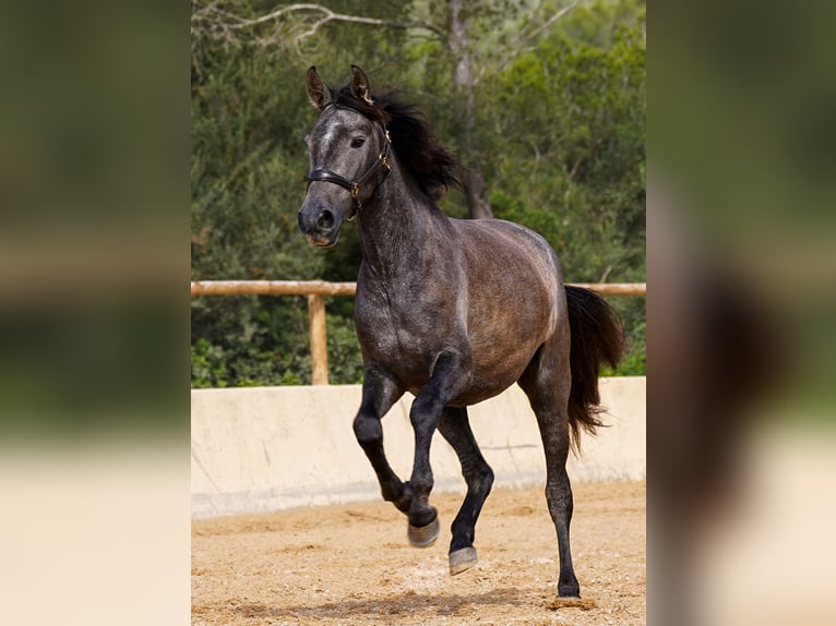 PRE Jument 4 Ans 162 cm Gris in Manacor