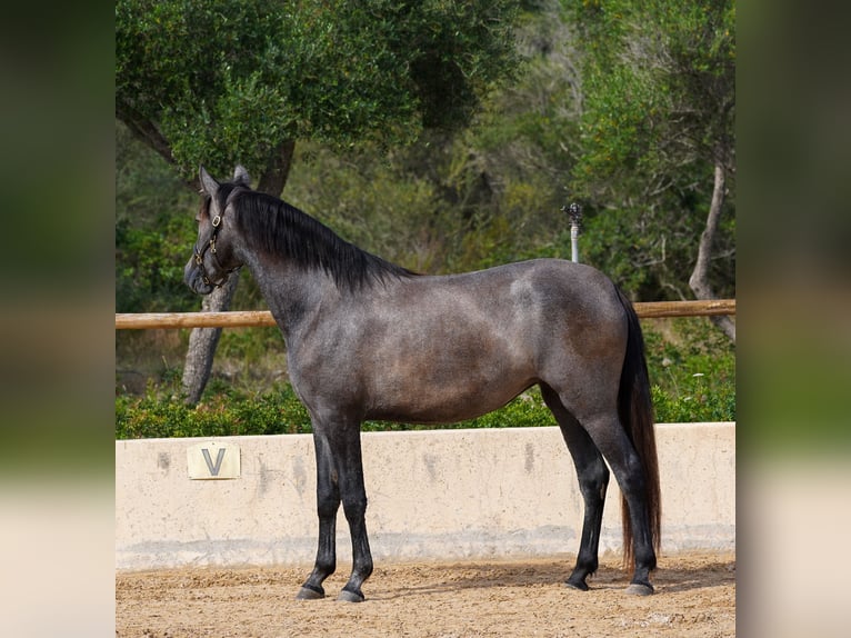 PRE Jument 4 Ans 162 cm Gris in Manacor