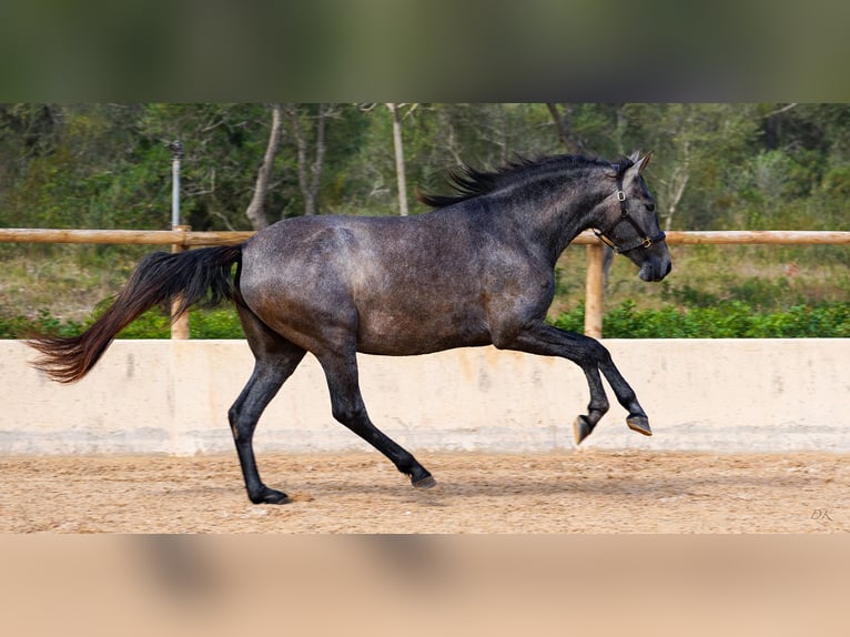 PRE Jument 4 Ans 162 cm Gris in Manacor