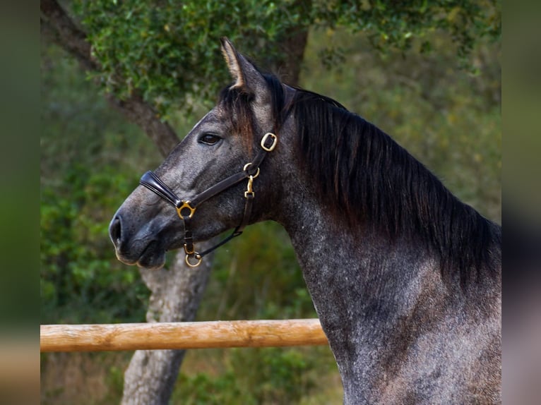 PRE Jument 4 Ans 162 cm Gris in Manacor