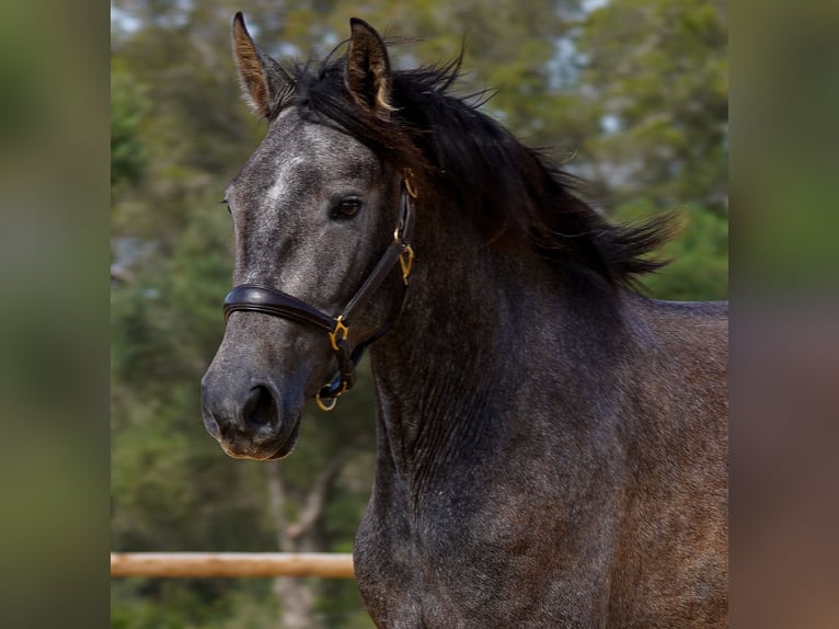 PRE Jument 4 Ans 162 cm Gris in Manacor