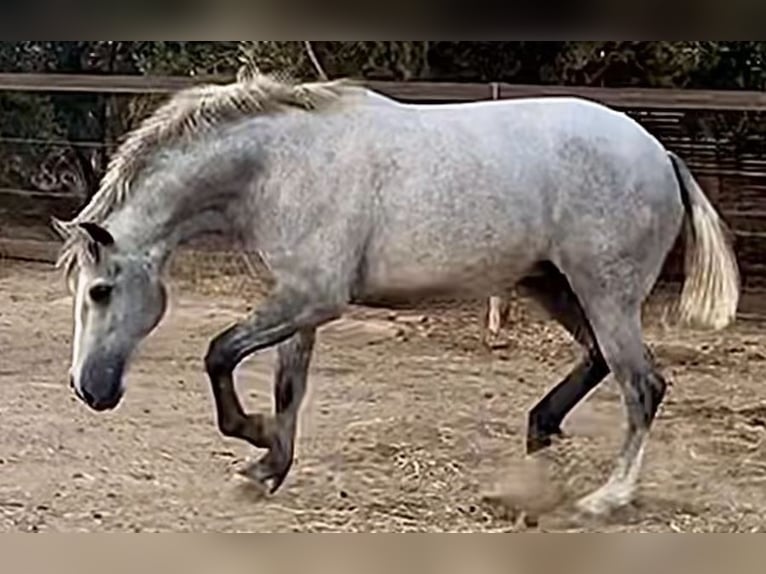 PRE Jument 4 Ans 162 cm Gris in Roldán PRE Jument 4 Ans 162 cm Gris in Roldán
