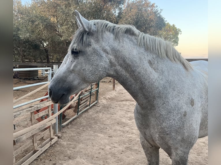PRE Jument 4 Ans 162 cm Gris in Roldán PRE Jument 4 Ans 162 cm Gris in Roldán