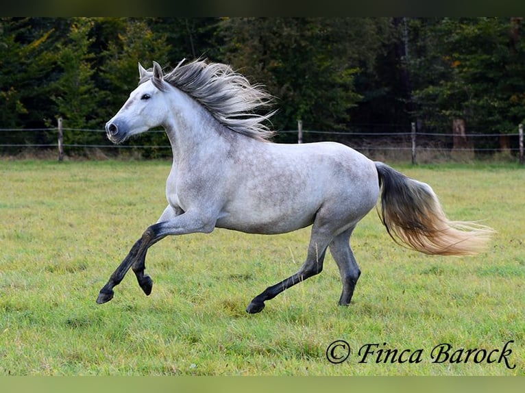 PRE Jument 4 Ans 162 cm Gris in Wiebelsheim