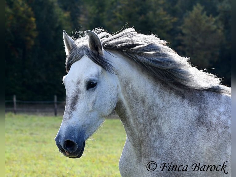 PRE Jument 4 Ans 162 cm Gris in Wiebelsheim