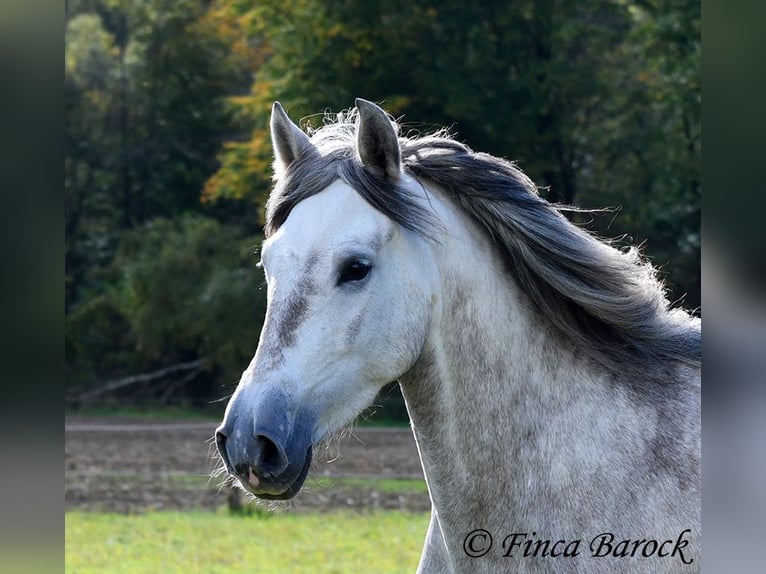 PRE Jument 4 Ans 162 cm Gris in Wiebelsheim