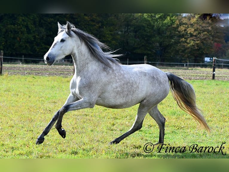 PRE Jument 4 Ans 162 cm Gris in Wiebelsheim