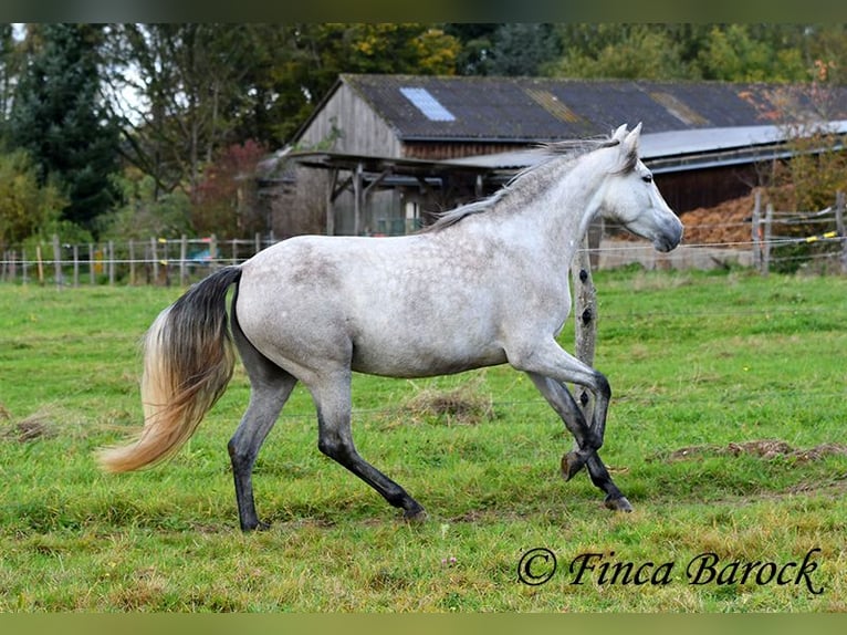 PRE Jument 4 Ans 162 cm Gris in Wiebelsheim