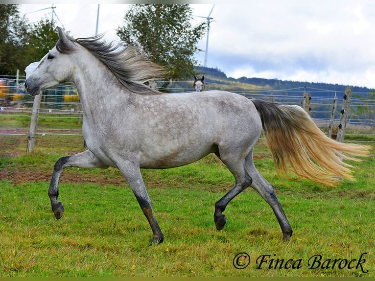 PRE Jument 4 Ans 162 cm Gris in Wiebelsheim