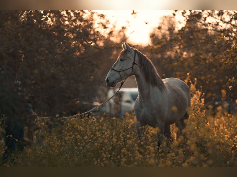 PRE Jument 4 Ans 162 cm Gris in Felanitx