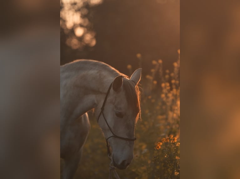 PRE Jument 4 Ans 162 cm Gris in Felanitx