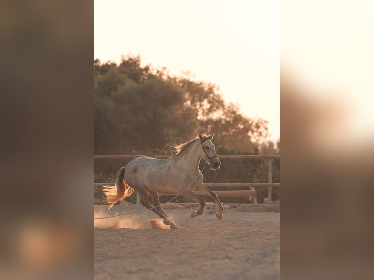 PRE Jument 4 Ans 162 cm Gris in Felanitx