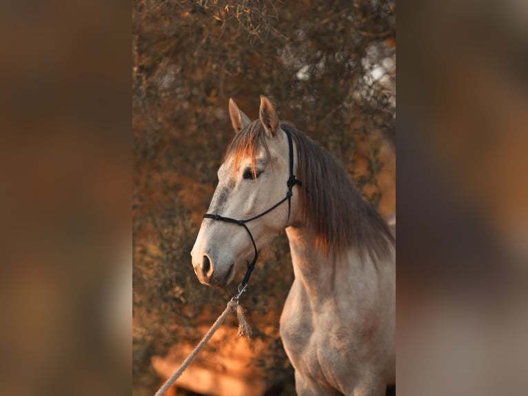 PRE Jument 4 Ans 162 cm Gris in Felanitx