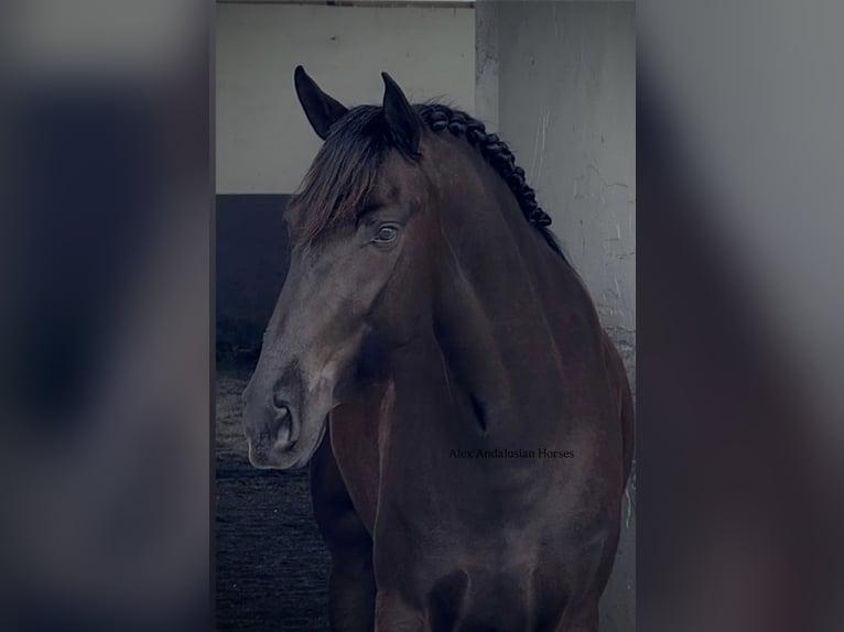 PRE Croisé Jument 4 Ans 162 cm Noir in Sevilla