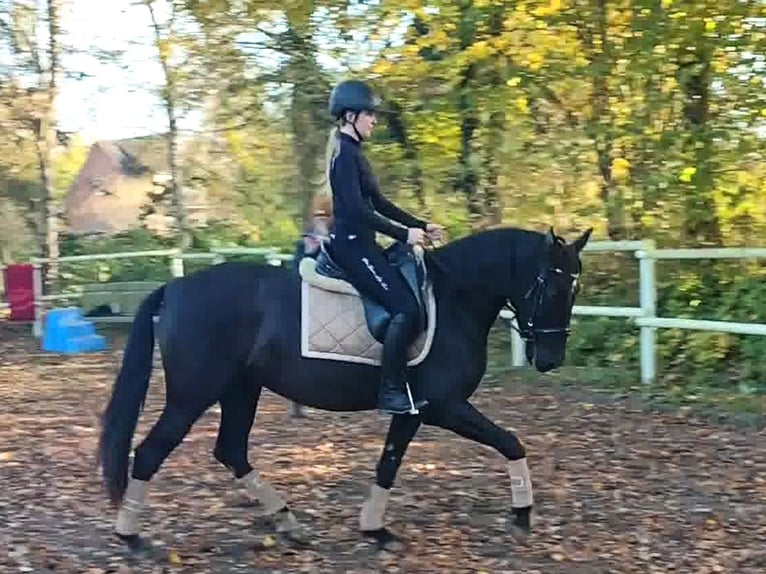 PRE Jument 4 Ans 162 cm Noir in Drage