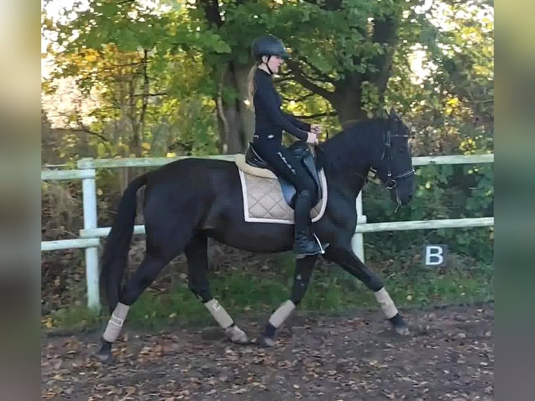 PRE Jument 4 Ans 162 cm Noir in Drage