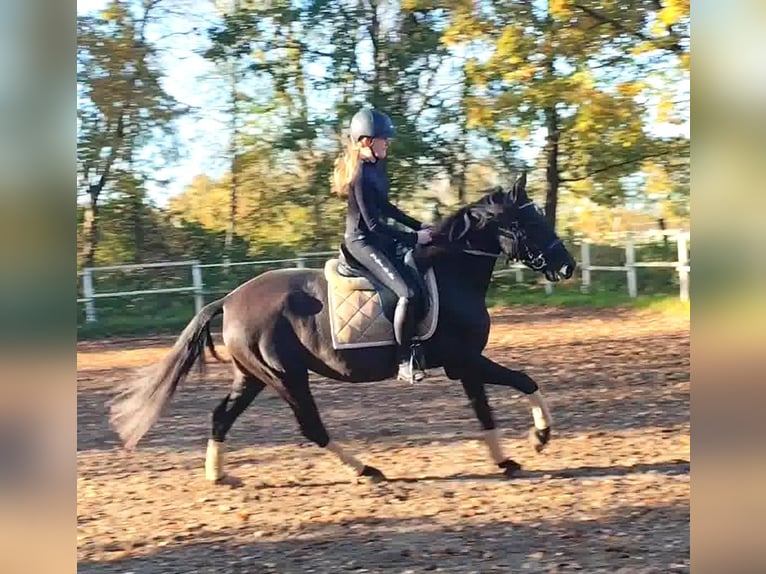 PRE Jument 4 Ans 162 cm Noir in Drage