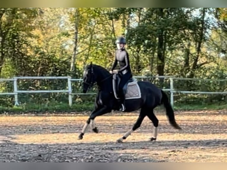 PRE Jument 4 Ans 162 cm Noir in Drage