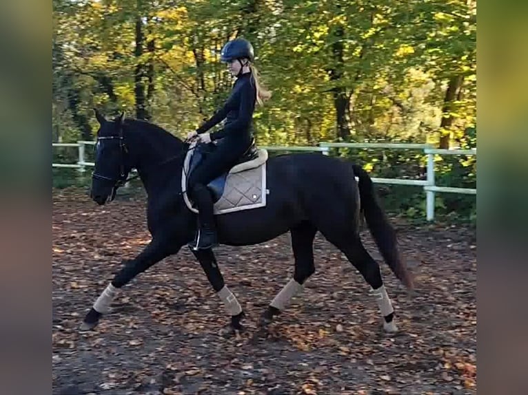 PRE Jument 4 Ans 162 cm Noir in Drage