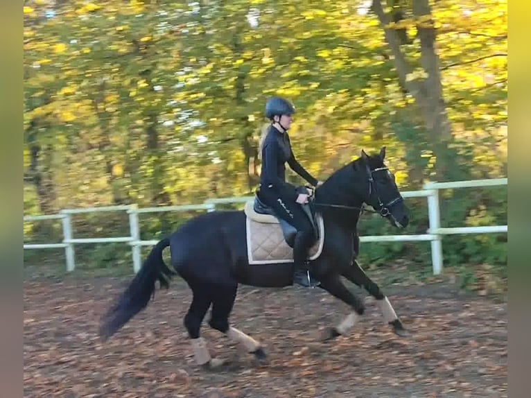 PRE Jument 4 Ans 162 cm Noir in Drage