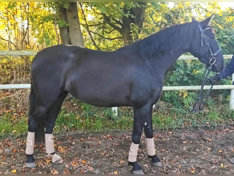 PRE Jument 4 Ans 162 cm Noir in Drage