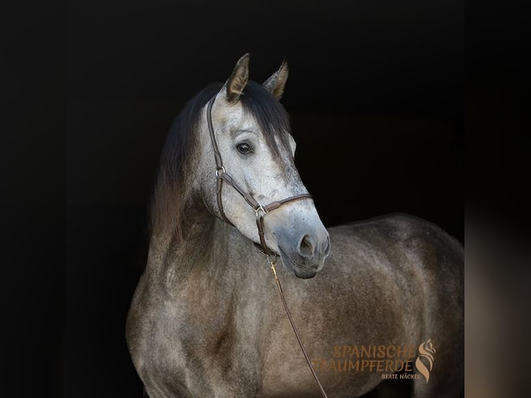 PRE Croisé Jument 4 Ans 162 cm Noir in Travebthal