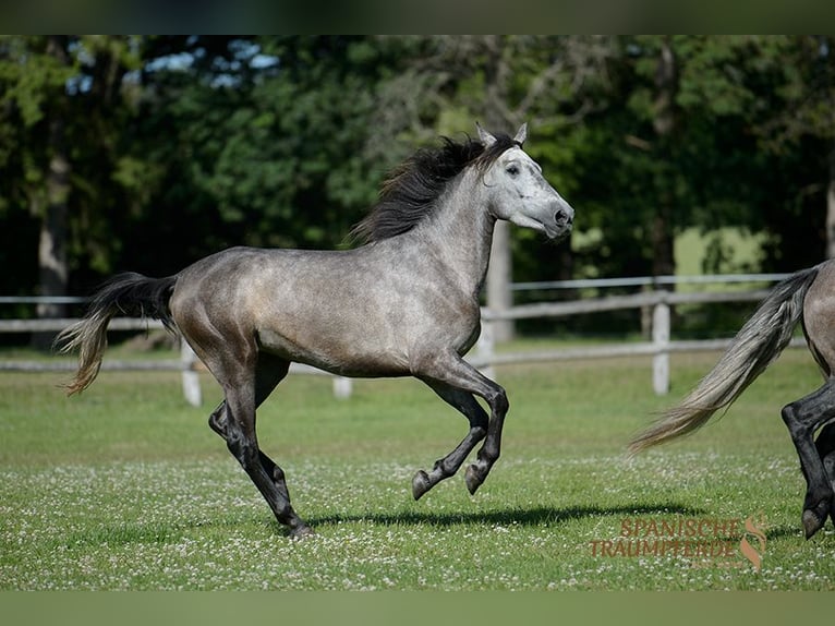 PRE Croisé Jument 4 Ans 162 cm Noir in Travebthal