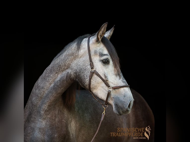 PRE Croisé Jument 4 Ans 162 cm Noir in Travebthal