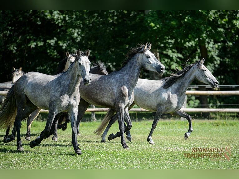 PRE Croisé Jument 4 Ans 162 cm Noir in Travebthal