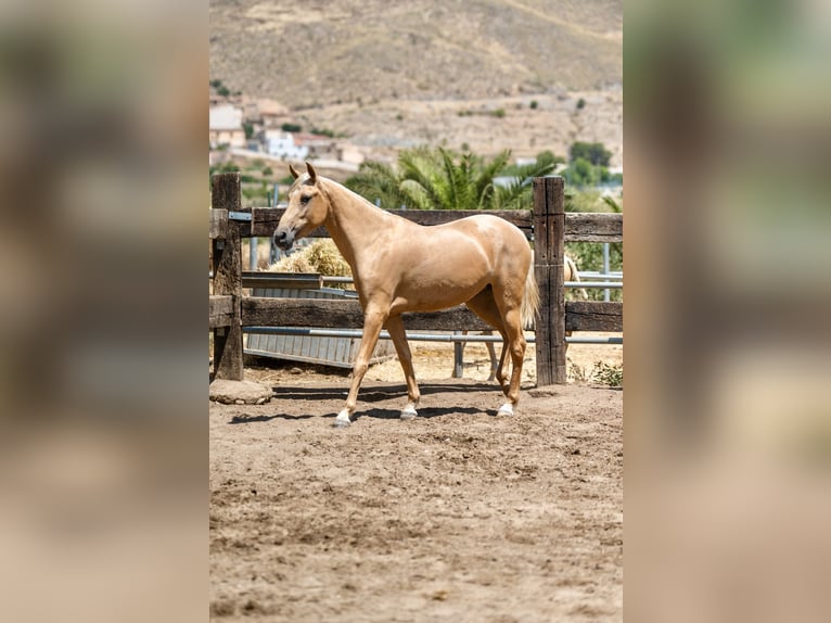 PRE Jument 4 Ans 162 cm Palomino in Sorbas