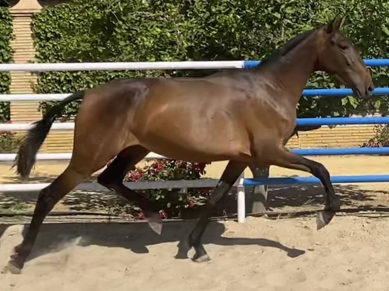 PRE Jument 4 Ans 163 cm Bai brun in Fuentes De Andalucia