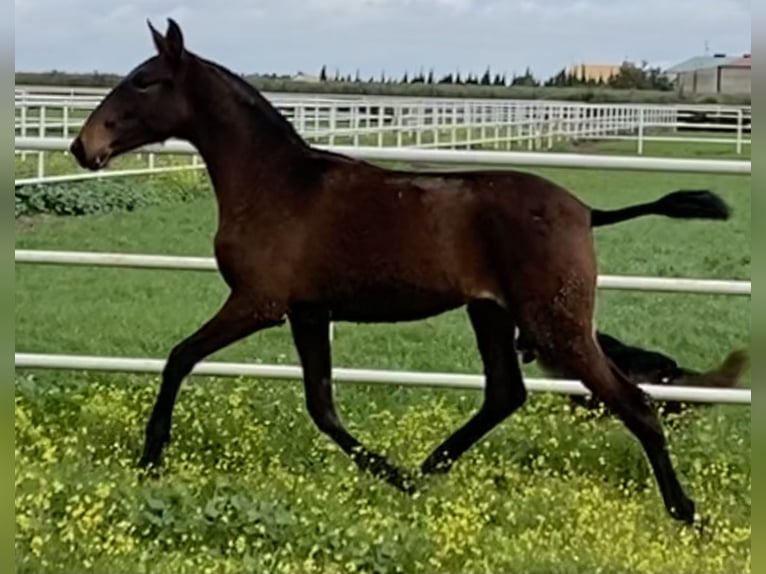 PRE Jument 4 Ans 163 cm Bai brun in Fuentes De Andalucia