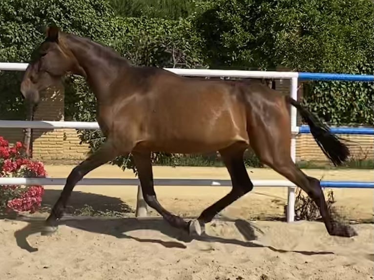 PRE Jument 4 Ans 163 cm Bai brun in Fuentes De Andalucia