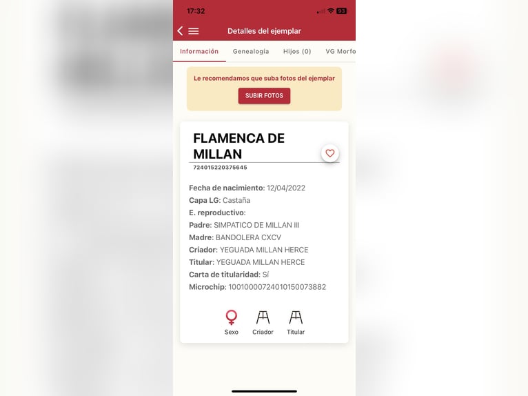 PRE Croisé Jument 4 Ans 163 cm Bai in Fuentes De Andalucia