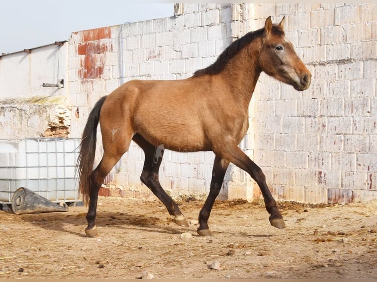 PRE Jument 4 Ans 163 cm Gris in Provinz Malaga