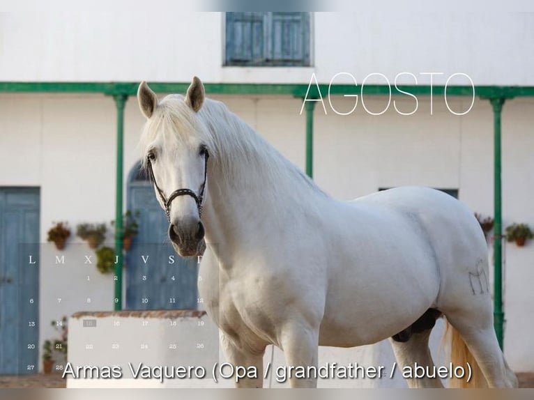 PRE Jument 4 Ans 163 cm Gris in Provinz Malaga