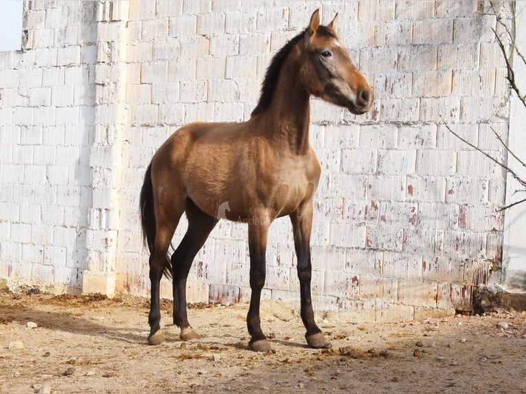 PRE Jument 4 Ans 163 cm Gris in Provinz Malaga