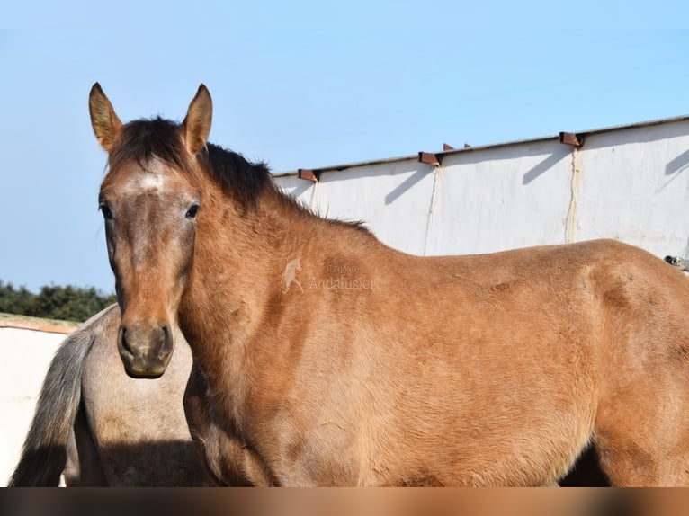PRE Jument 4 Ans 163 cm Gris in Provinz Malaga